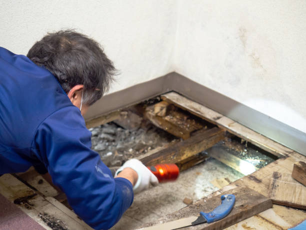 Best Mold Damage Repair  in Edgewood, OH