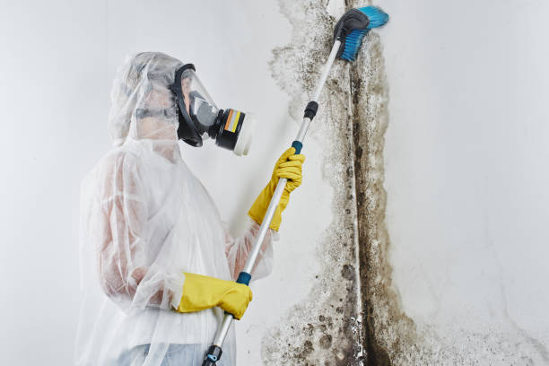 Best Residential Mold Removal  in Edgewood, OH