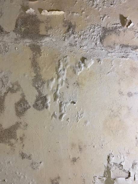 Best Attic Mold Removal  in Edgewood, OH