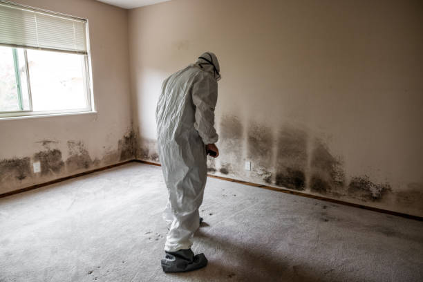 Mold Removal and Inspection in Edgewood, OH